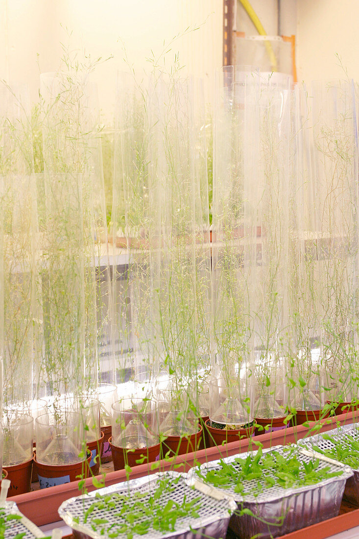Arabidopsis seedlings,genetics research
