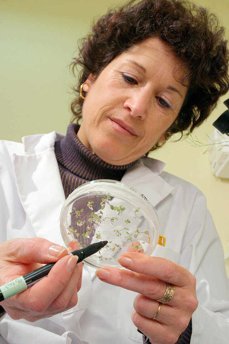 Genetics research,Arabidopsis seedlings