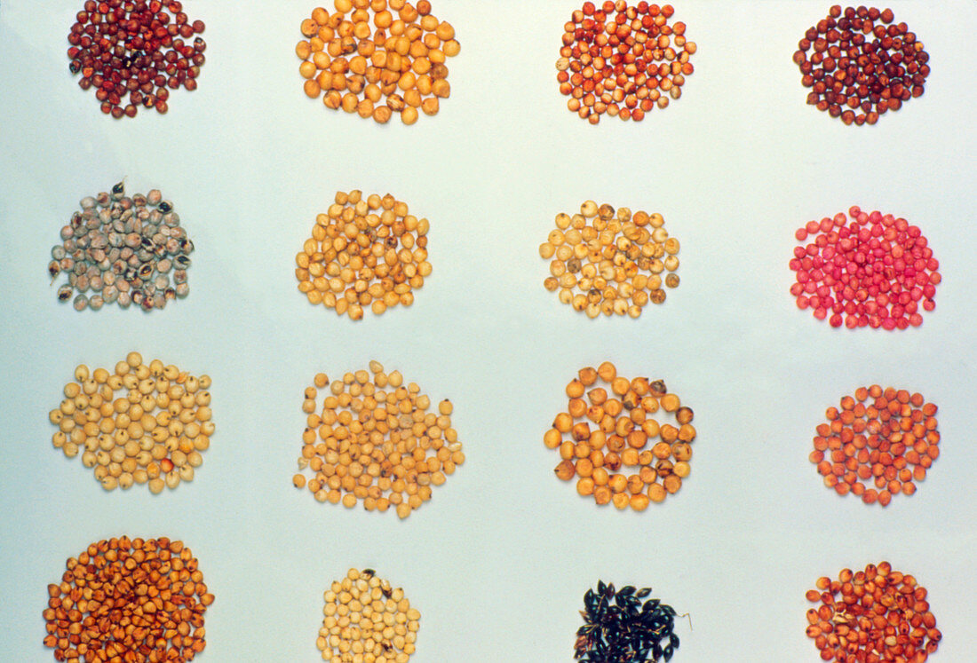 A collection of sweet sorghum seeds