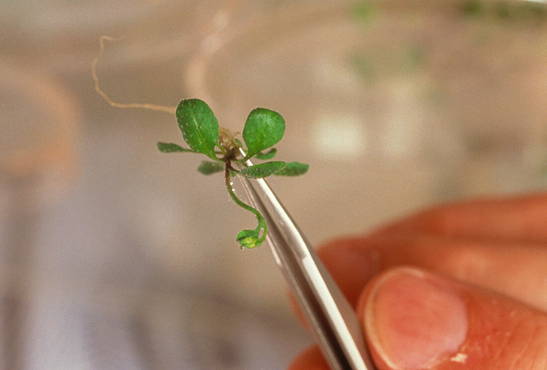 Thale cress plant,used to produce plastic
