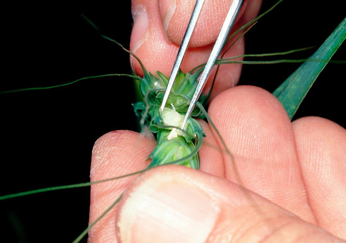 Researcher's hands use forceps to pollinate wheat