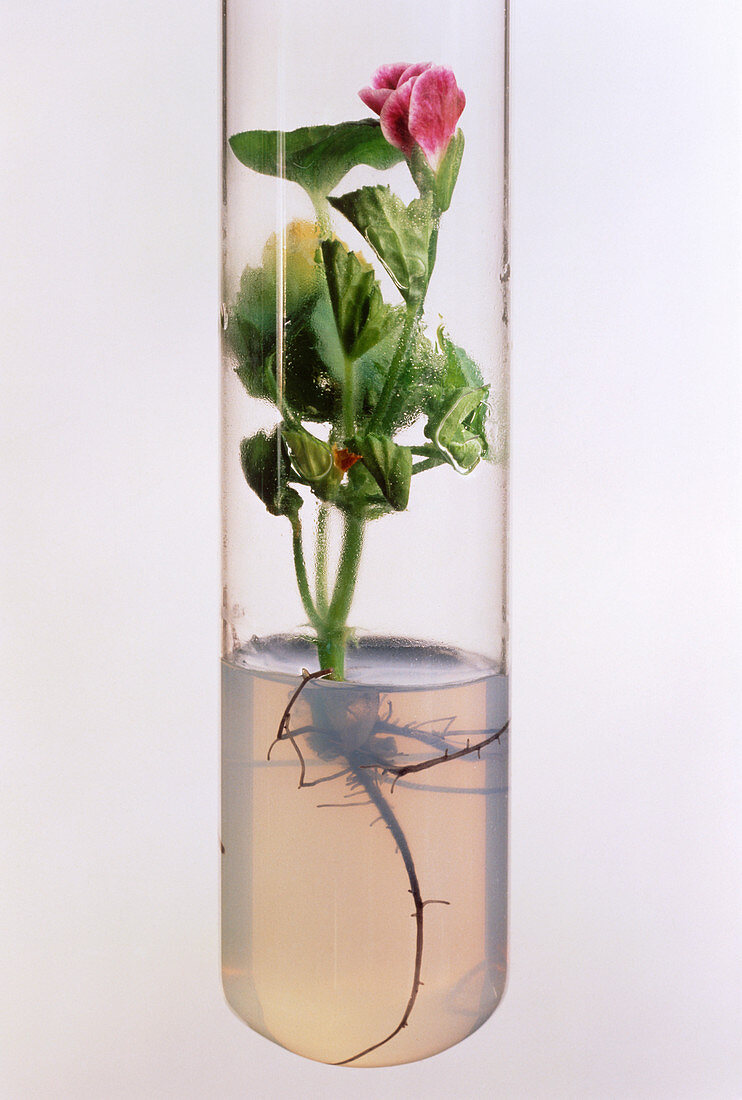 Pelargonium plant being grown from tissue culture