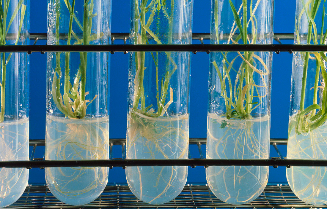 Cereal plants being grown from tissue culture