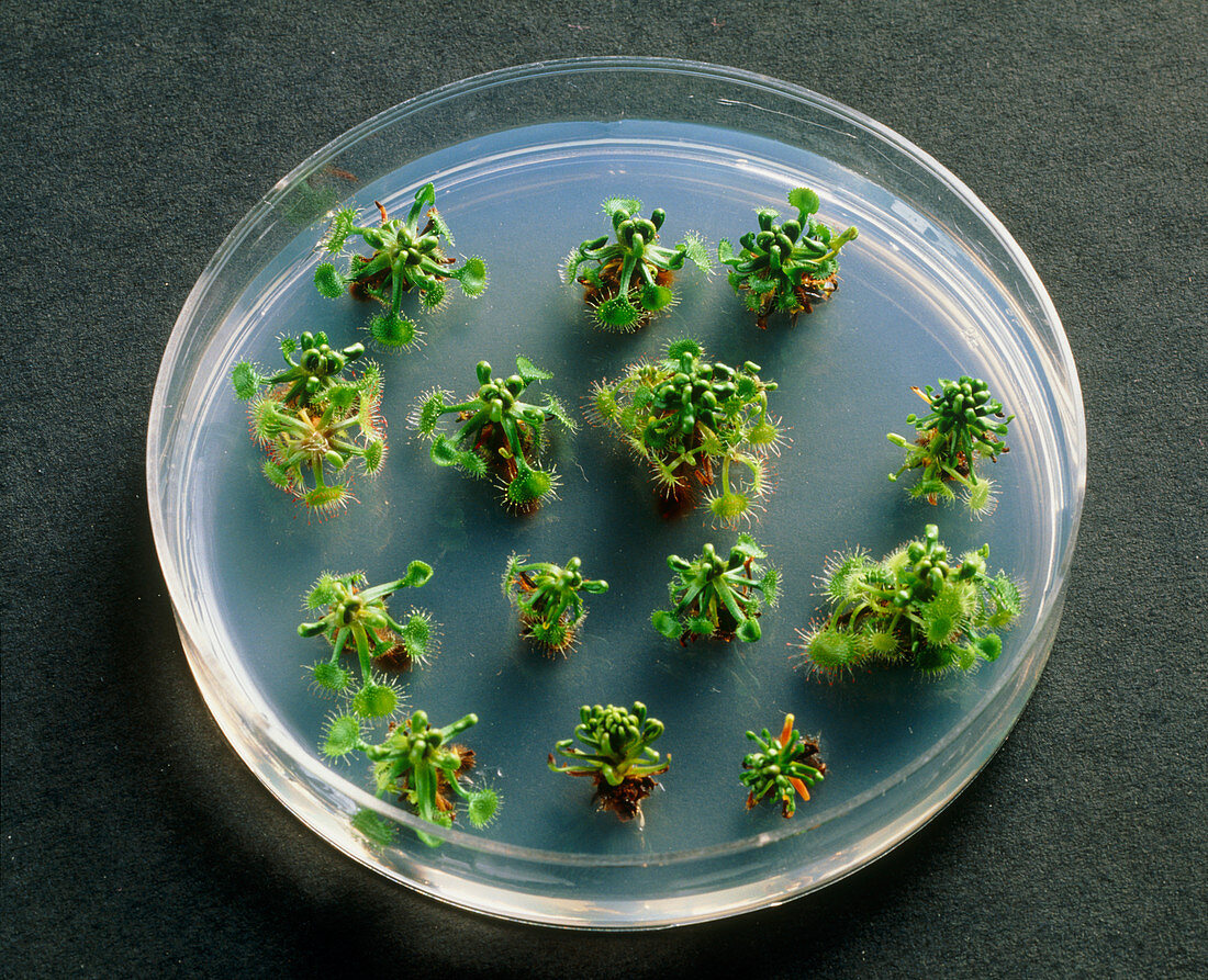Sundew plants being grown from tissue cultures