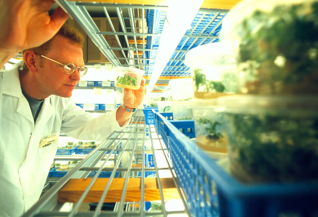 Technician examining a tomato plant seedling