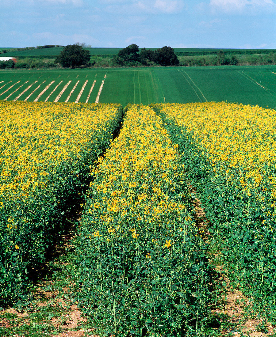 Field of genetically modified rape,Brassica napus