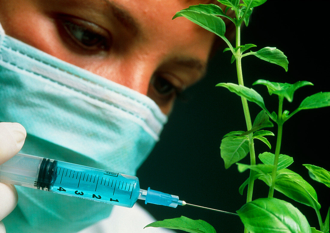 Conceptual image of scientist injecting a plant