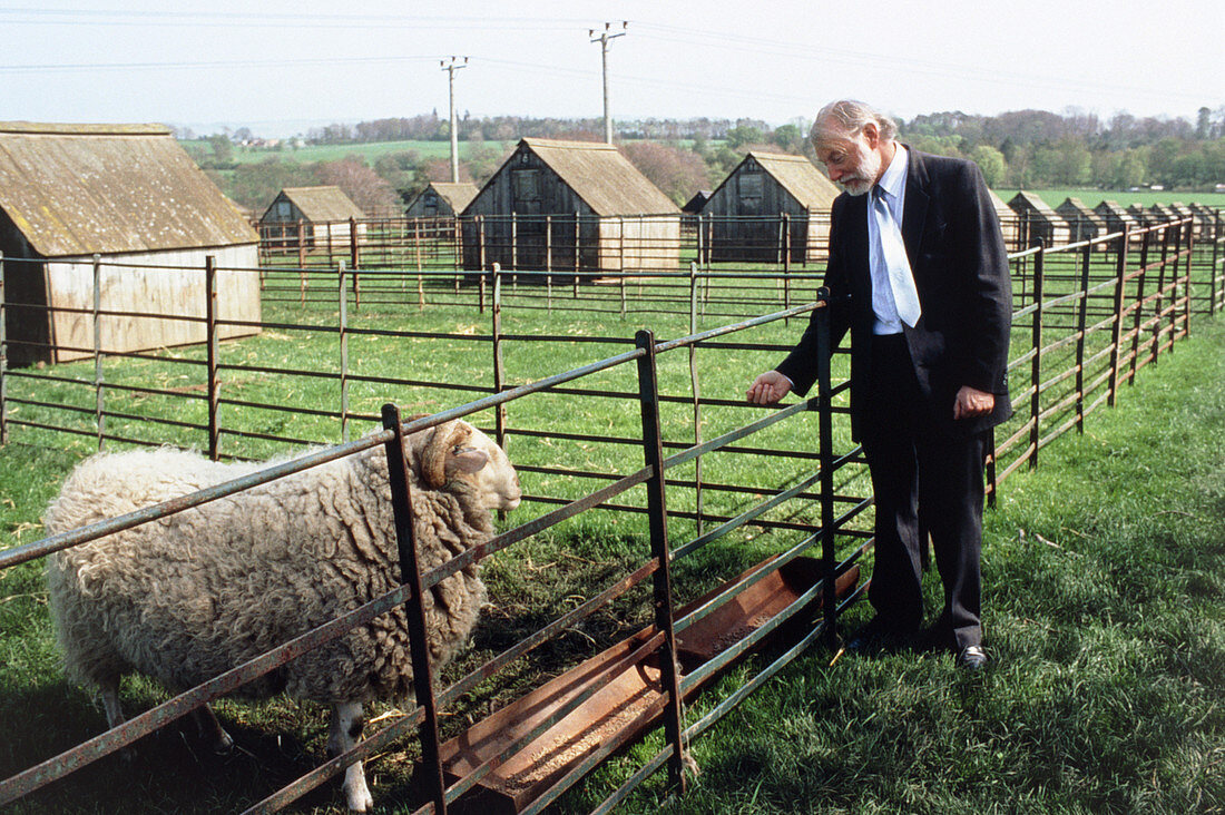 Prof. James with a transgenic sheep
