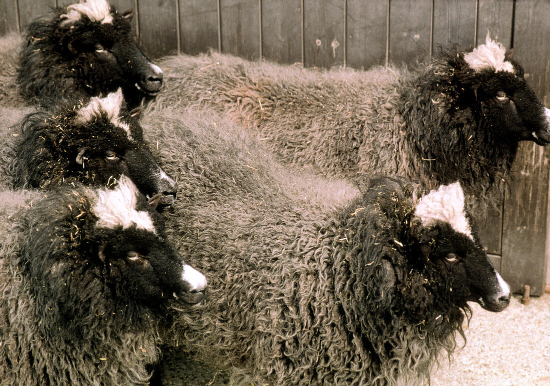 Group of five genetically-cloned sheep