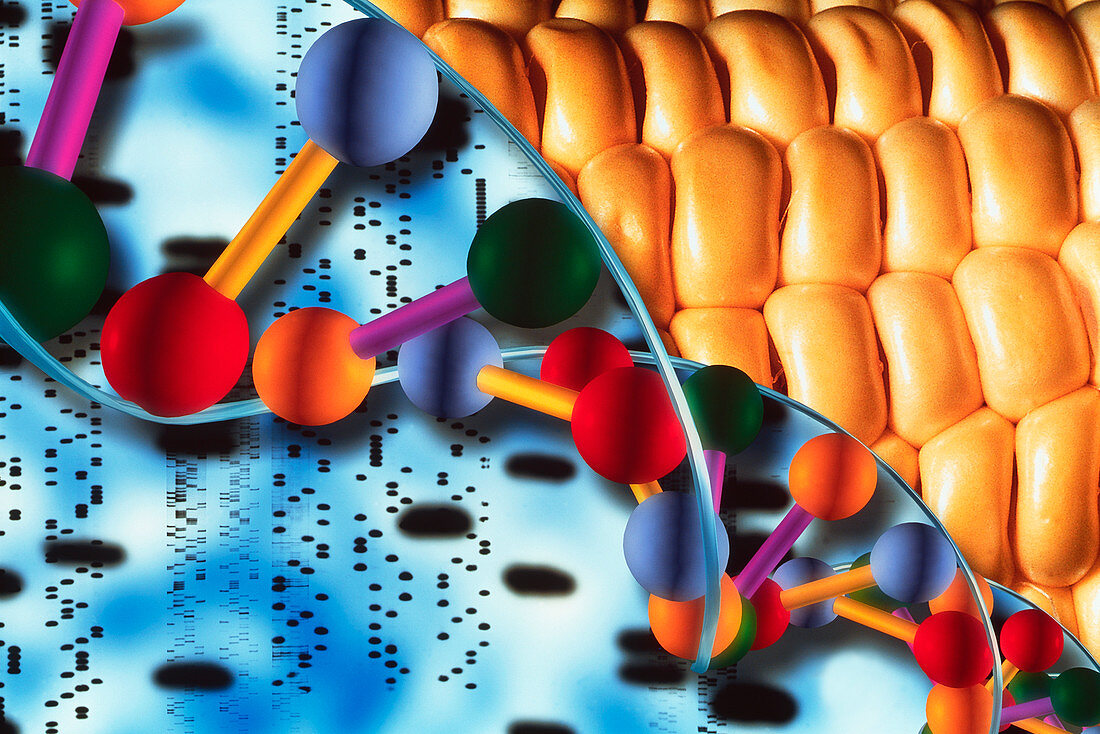 Computer artwork of GM maize,DNA & autoradiogram