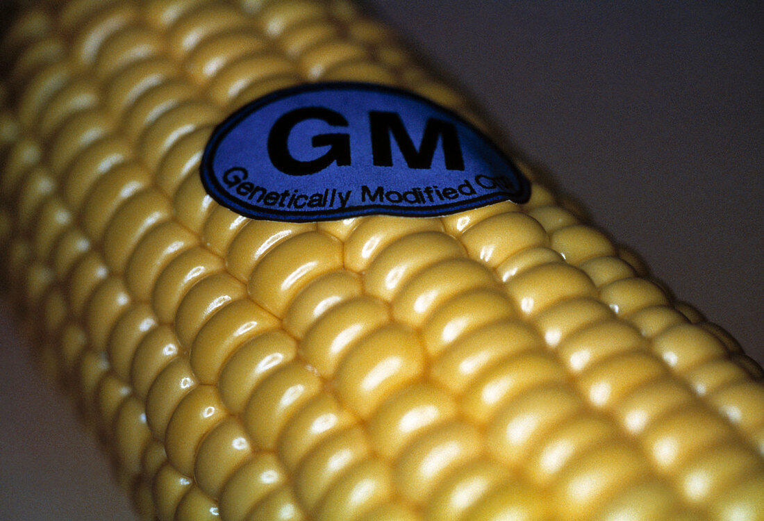 Genetically modified sweetcorn
