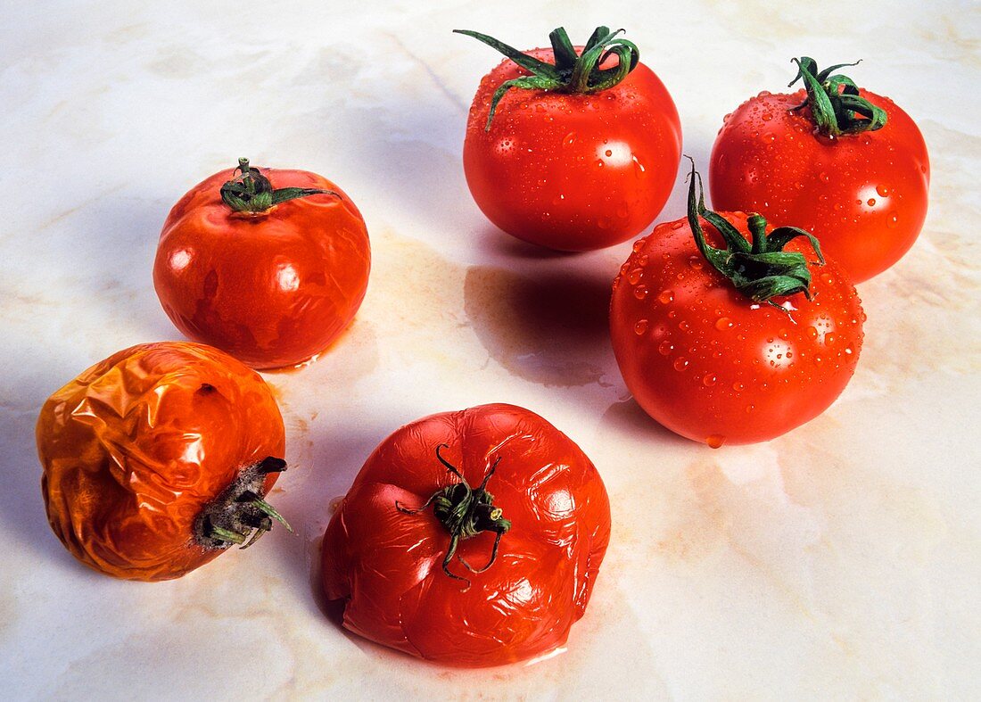 Genetically engineered tomatoes