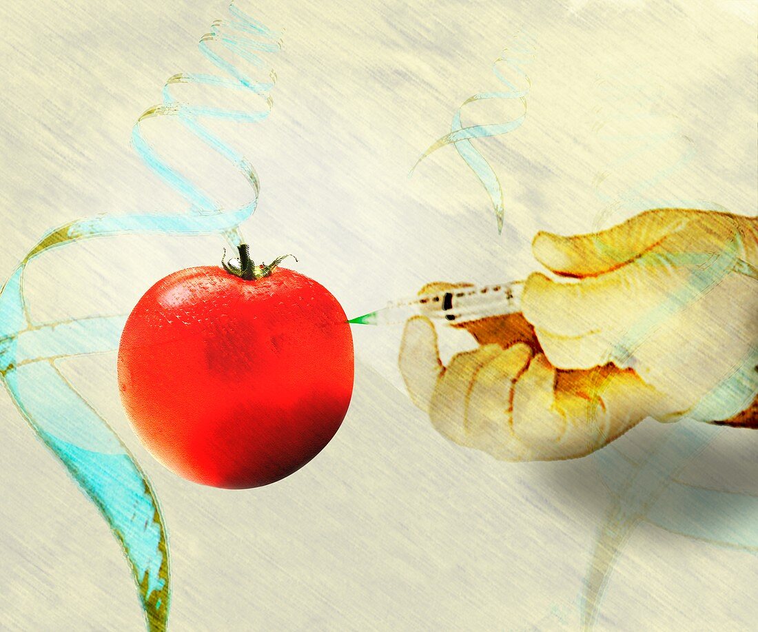 GM tomato,conceptual artwork