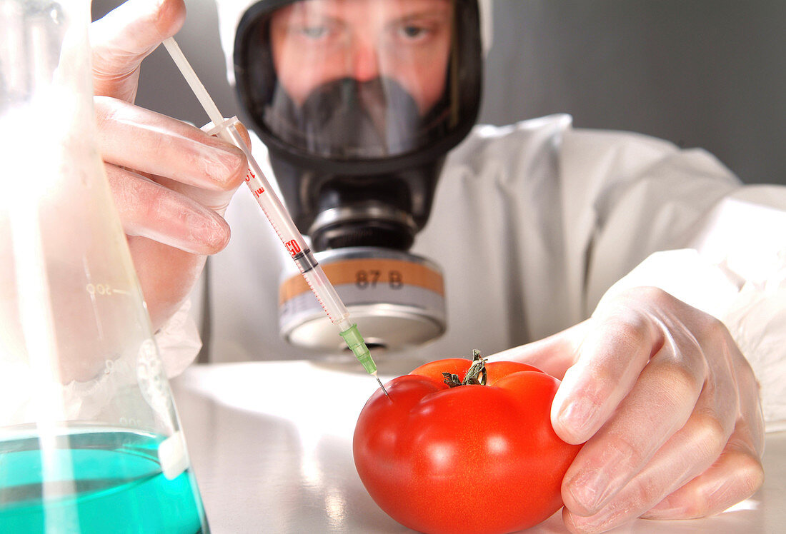 Genetic modification of a tomato