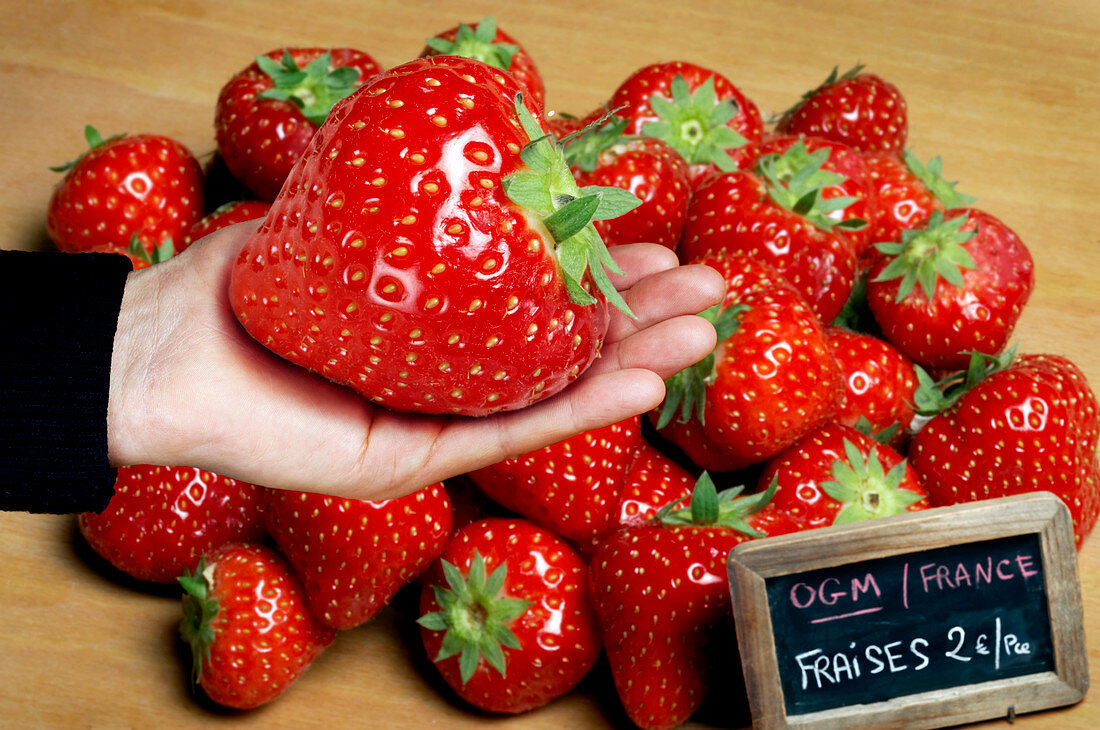 Genetically modified strawberry