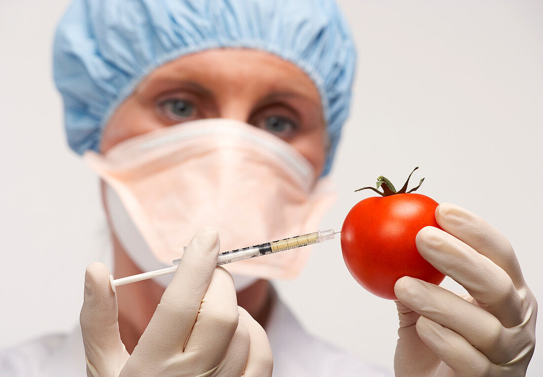 Genetically engineered tomato