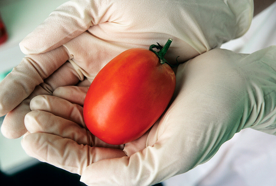 GM seedless tomato