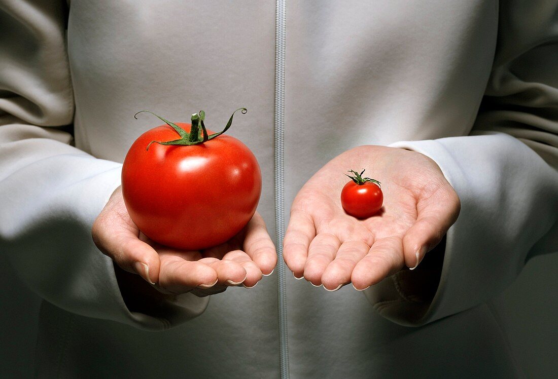 Genetic modification of tomatoes