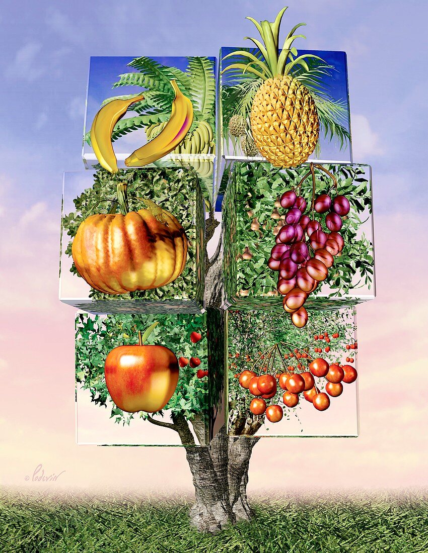 Genetically modified food,artwork