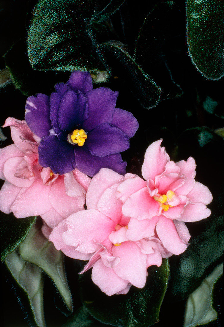Flower of Saintpaulia ionantha - African violet
