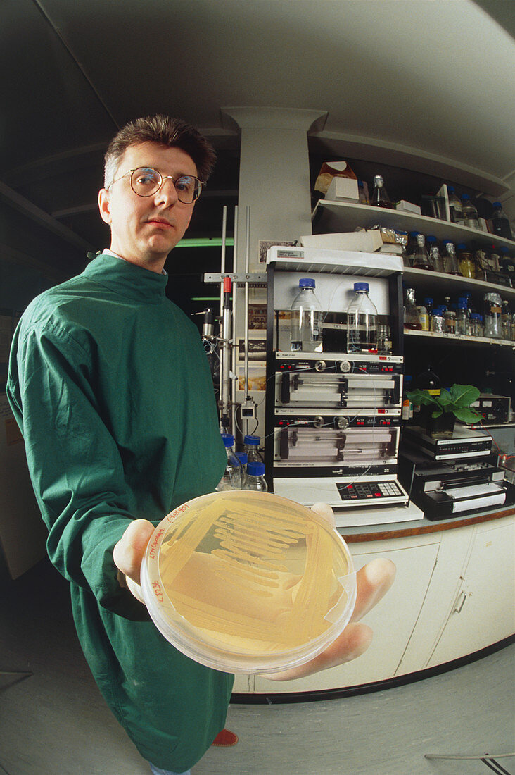 Plant biologist with culture dish in laboratory