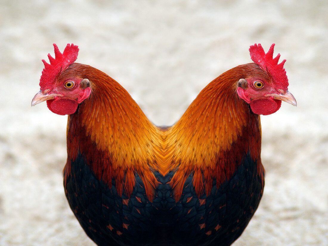 Cloned chicken,conceptual artwork