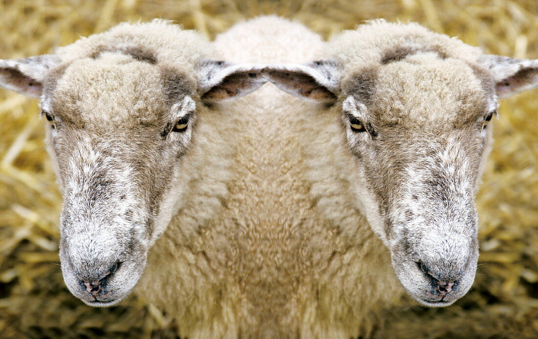 Two-headed sheep