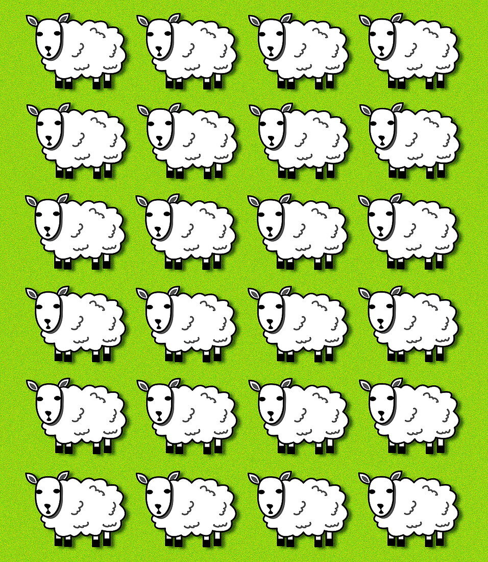 Cloned sheep