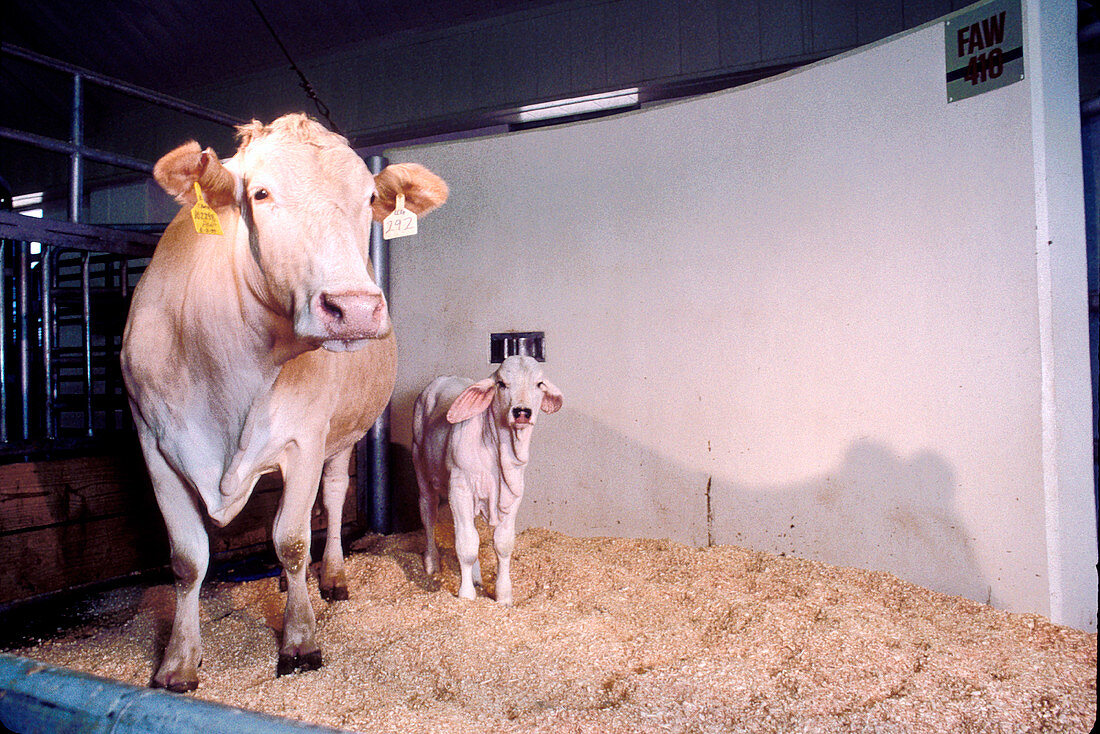 Second chance,cloned calf