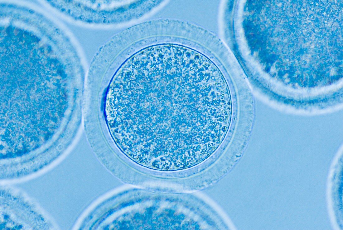 Cloning cows,egg cells