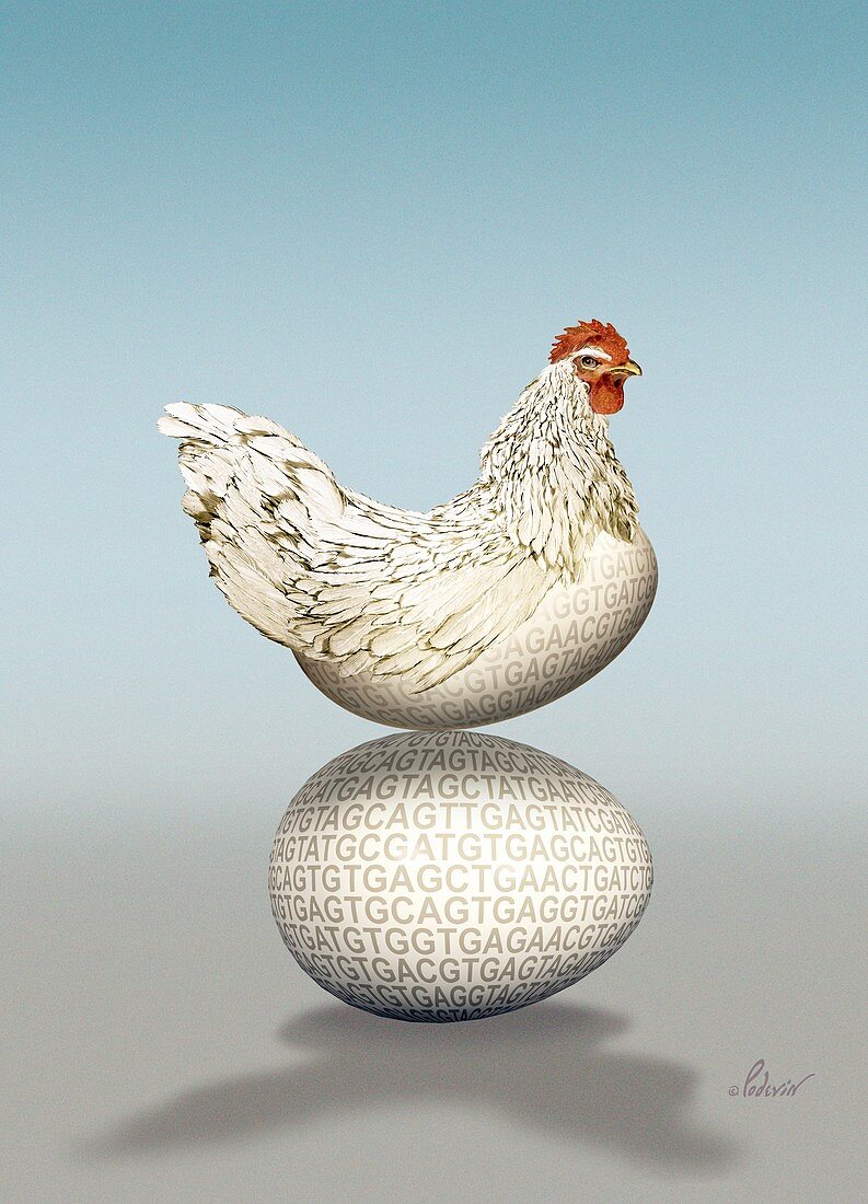 Transgenic chicken,artwork