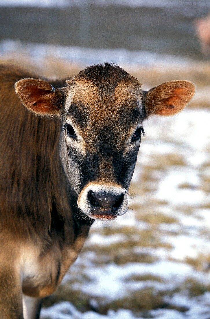 Genetically modified cow