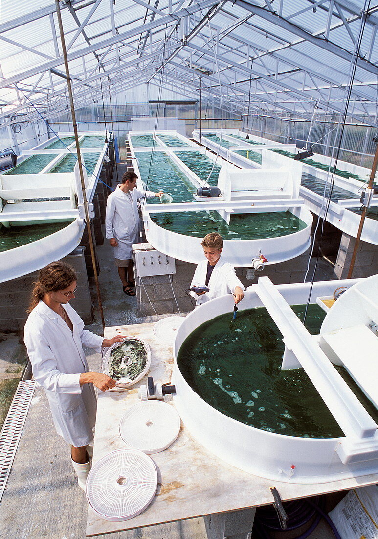 Algal research