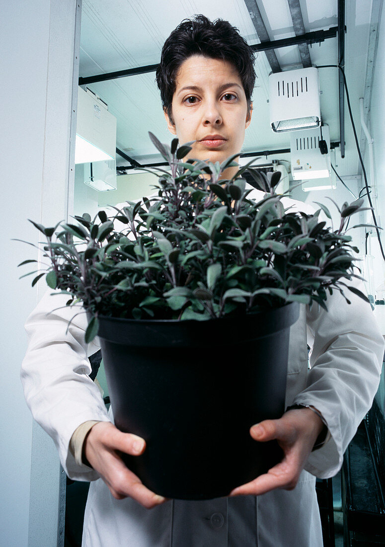 Sage plant research