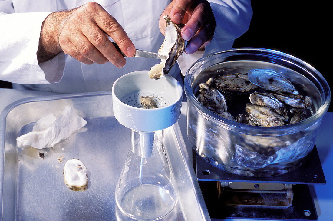 Oyster toxicity research