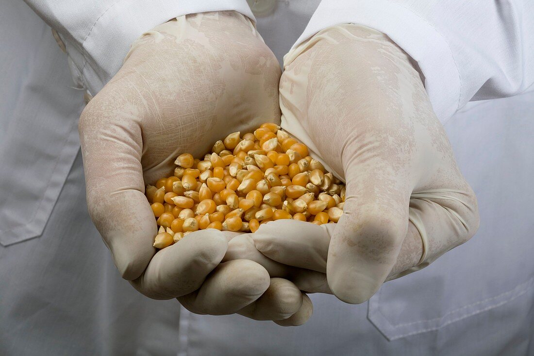 Scientist with a handful of corn