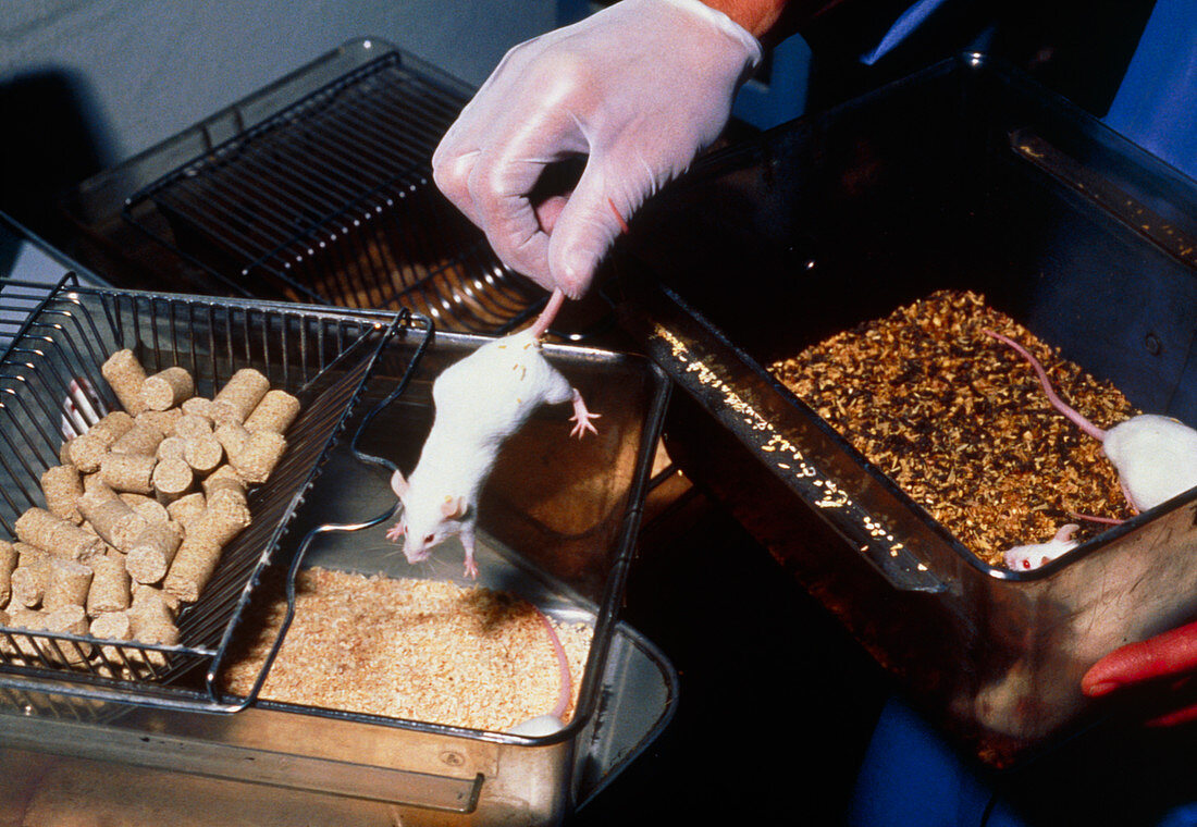 Gloved hand transfers a laboratory mouse to cage