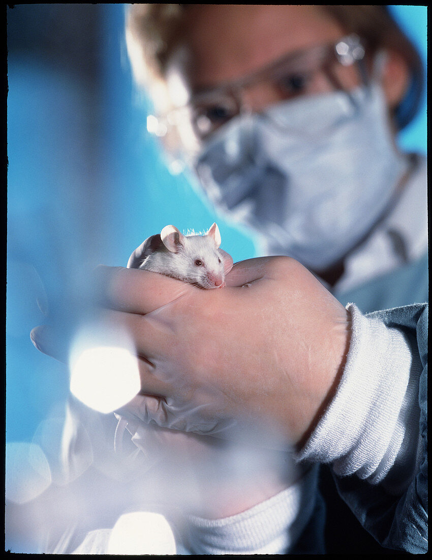 Technician holding laboratory mouse,Mus