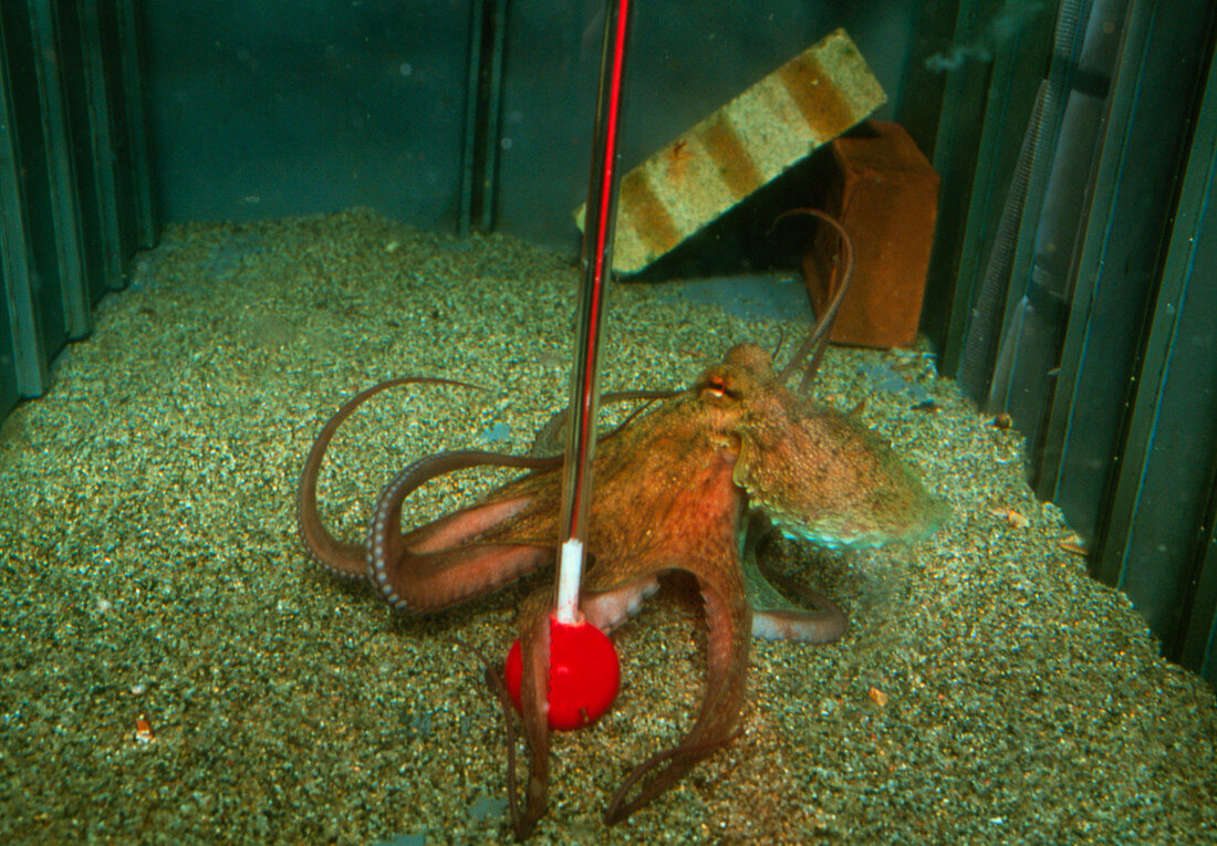 Octopus (Octopus vulgaris) in a learning test tank