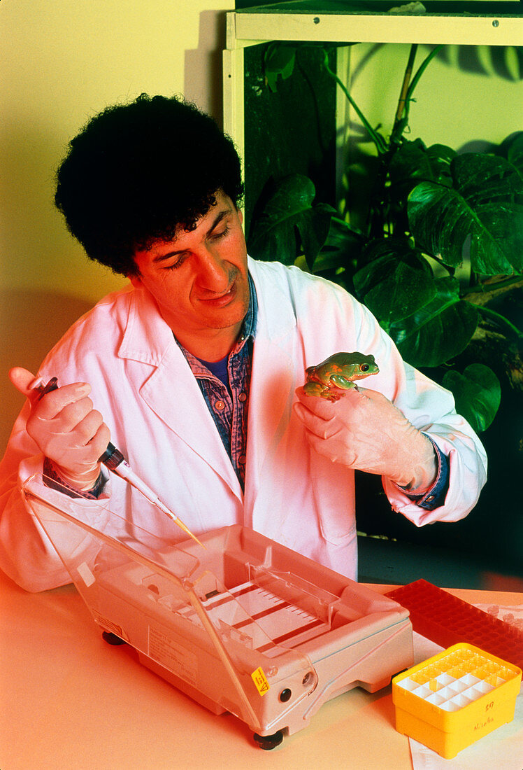 Biologist with tree frog (Phyllomedusa bicolor)