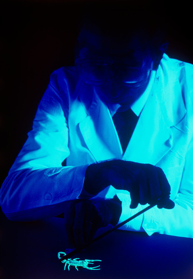 Biologist studies scorpion under ultraviolet light
