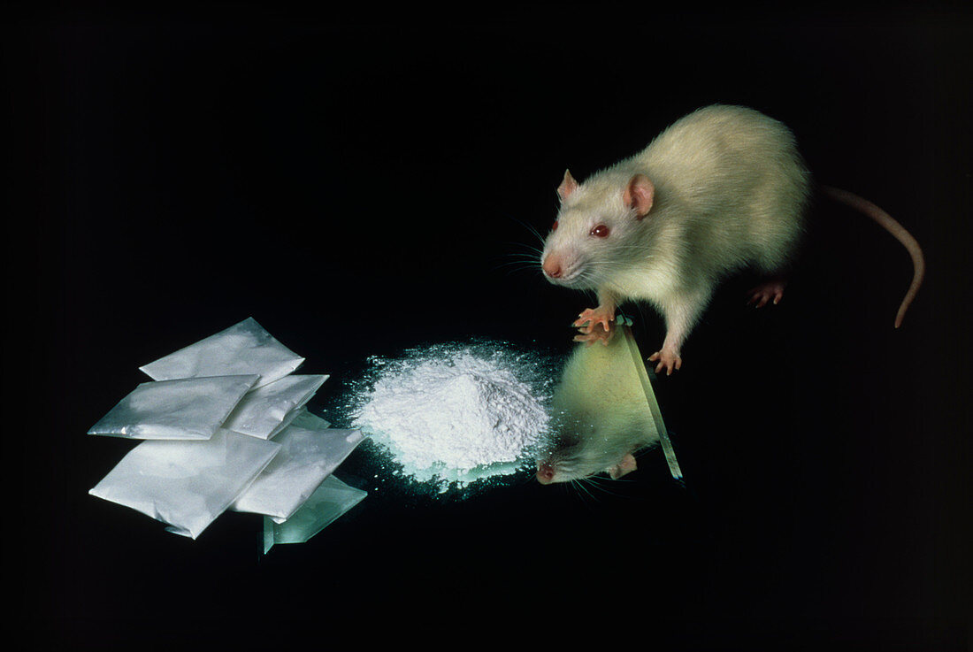 Rat with some cocaine