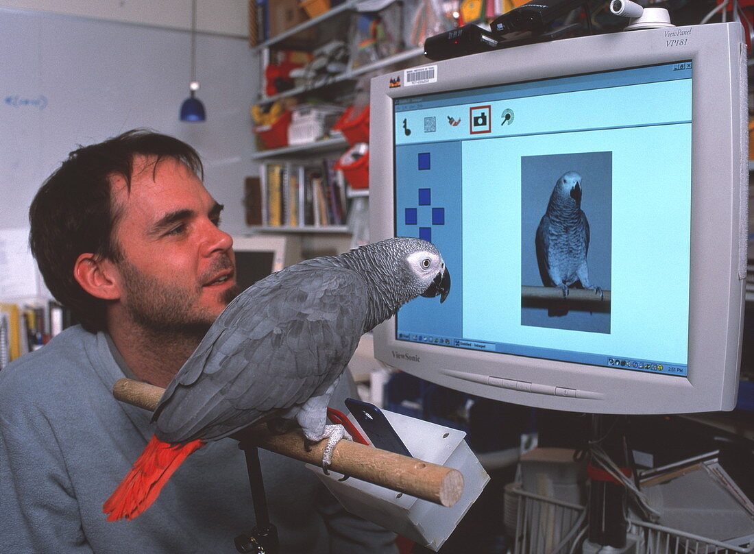 Parrot playing with computer