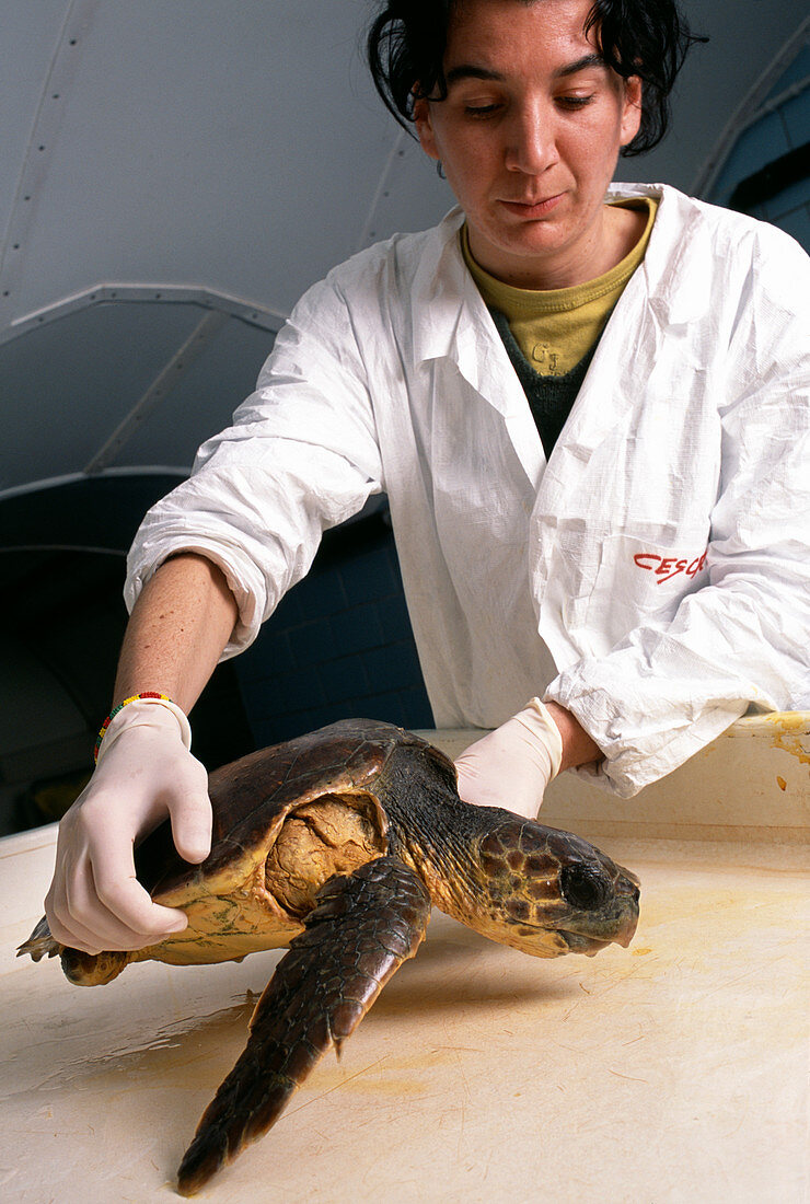Researcher with turtle