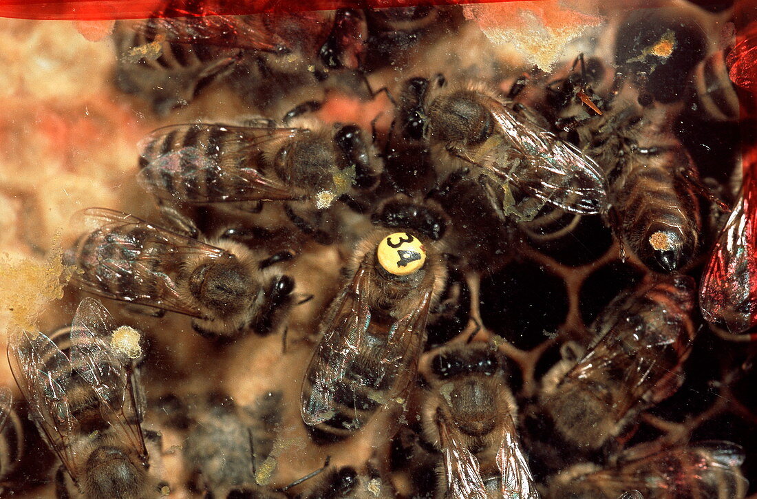 Honeybee research