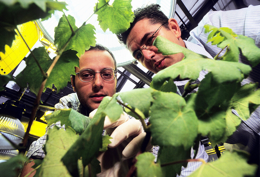 Grape vine DNA research