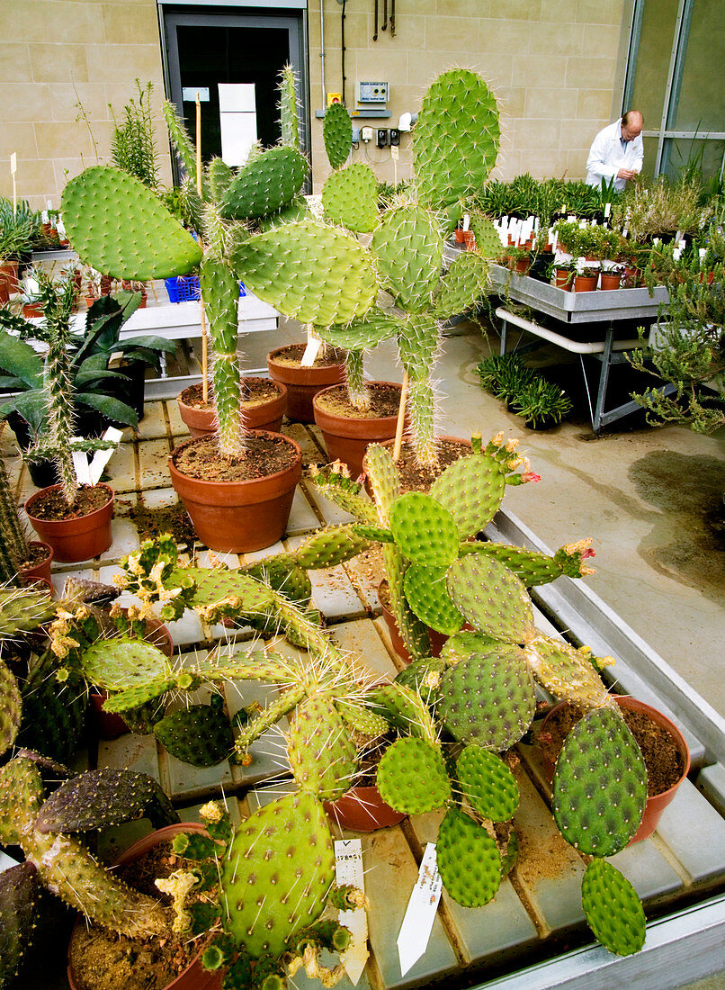 Cacti,Millennium Seed Bank