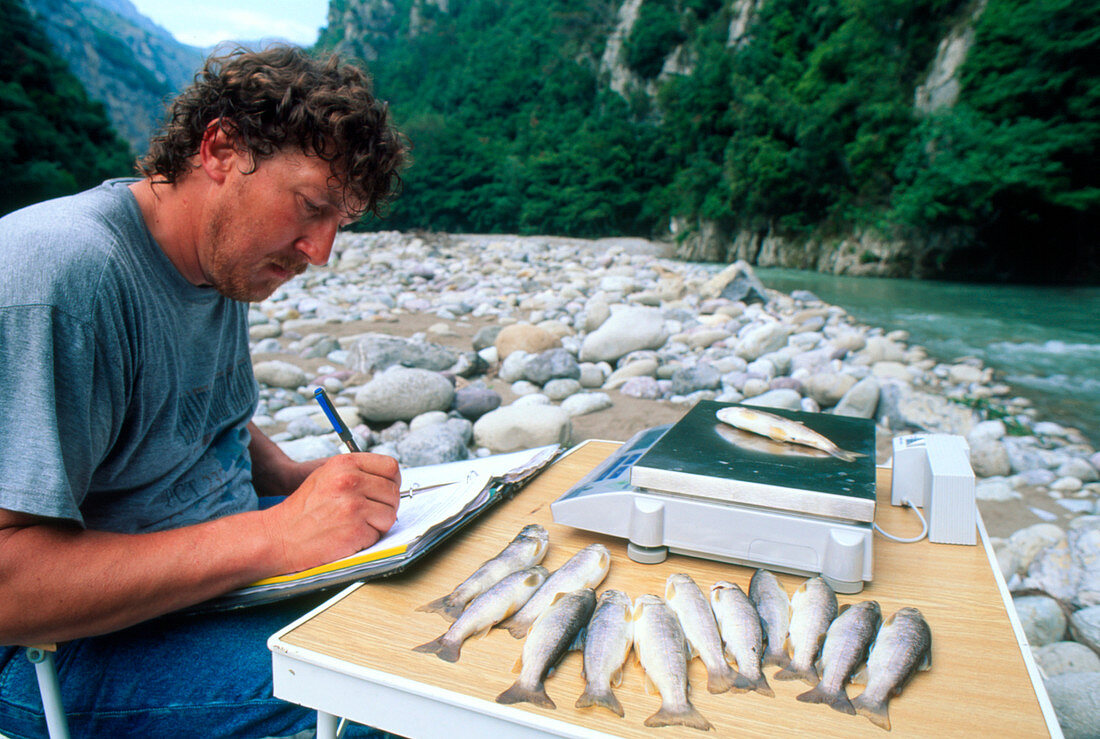 Biologist weighing stunned fish during research