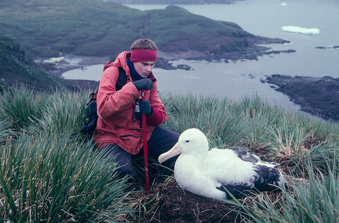 Wandering albatross breeding research