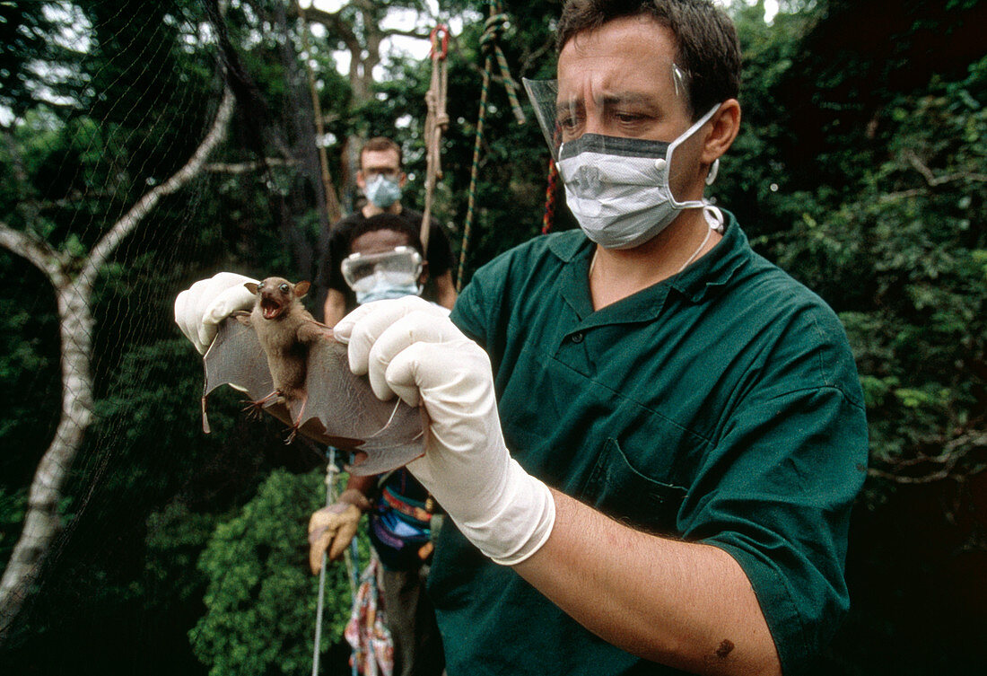 Testing a bat for Ebola virus